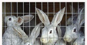Выращивание кроликов на мясо в домашних условиях Правила разведения кроликов в домашних условиях